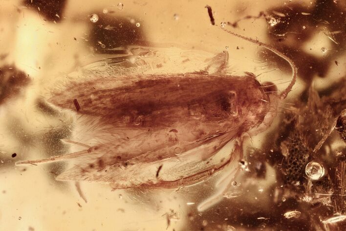 Detailed Fossil Moth, Ants, and Beetle in Baltic Amber #325254